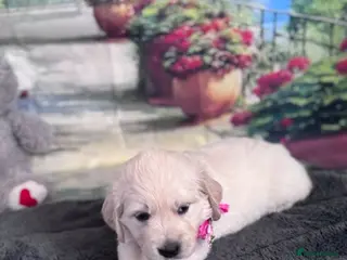 Golden Retriever dogs Beautiful Golden Retriever puppies - Advert 3