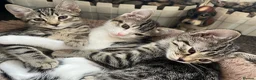 Mixed Breed cats for sale: Lovely kitten for sale in Clydebank - Advert 8