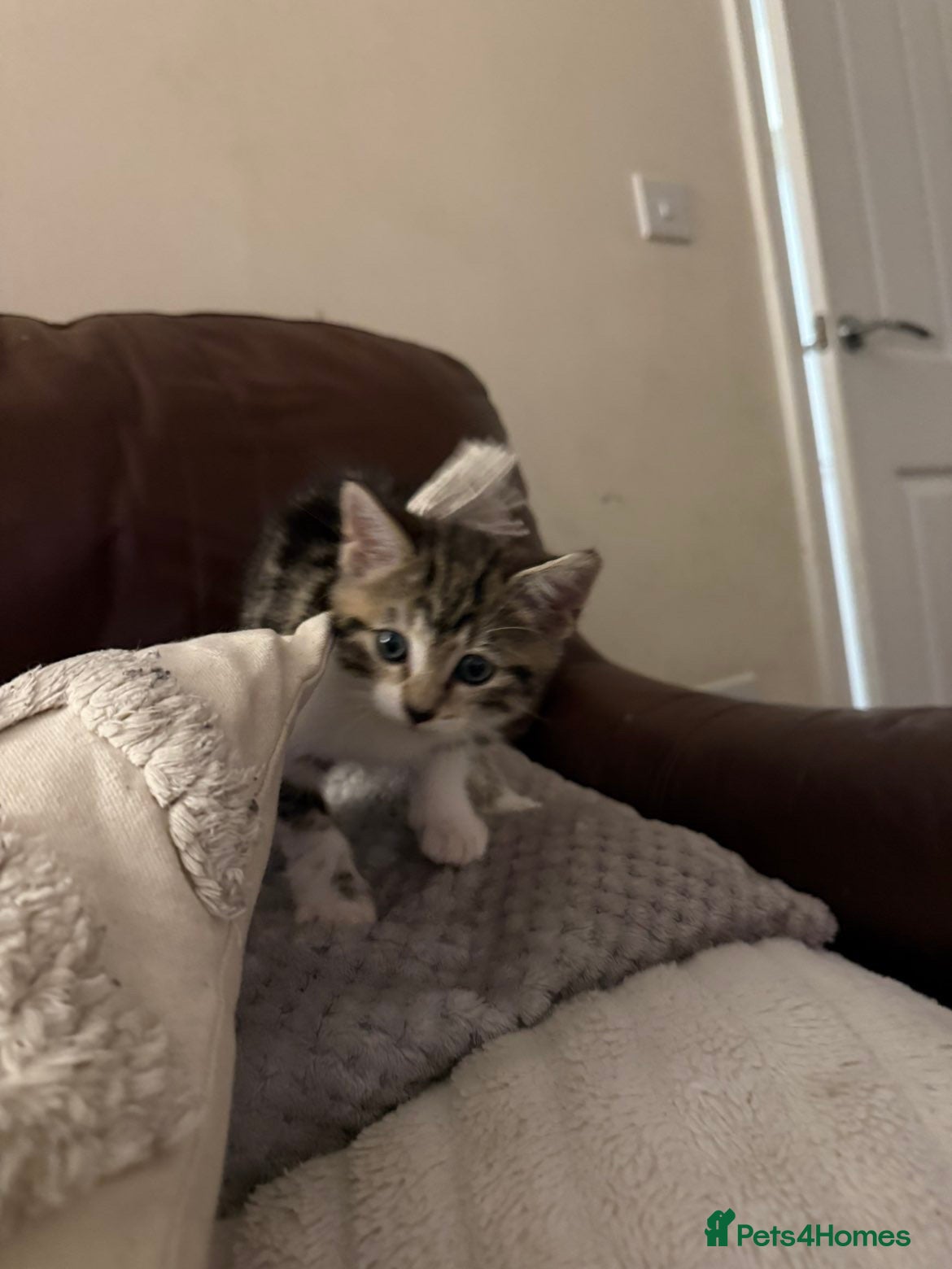 Mixed Breed cats fluff ball in search for his forever home! - Advert 15