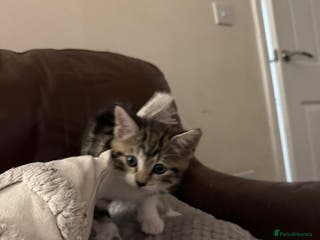 Mixed Breed cats fluff ball in search for his forever home! - Advert 15