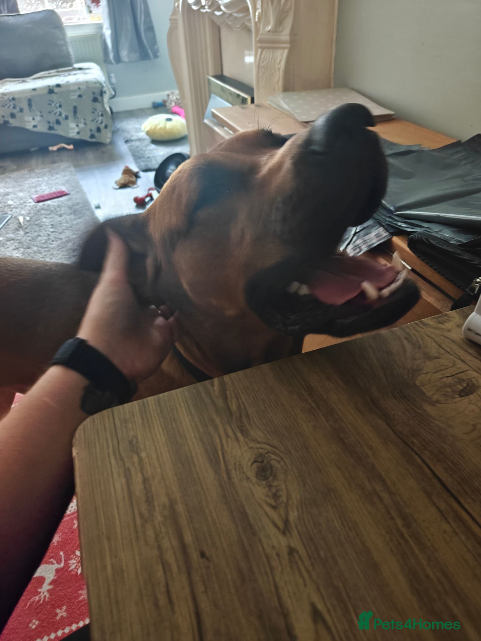 Mixed Breed dogs Kobie - doberman x mastiff  - Advert 15