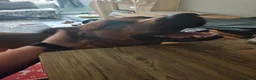 Mixed Breed dogs for sale: Kobie - doberman  ** tiff  in Bargoed - Advert 1