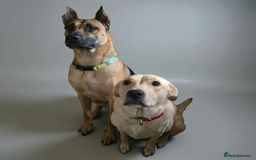 Mixed Breed dogs for sale: Labrador cross puppies  - Image 4