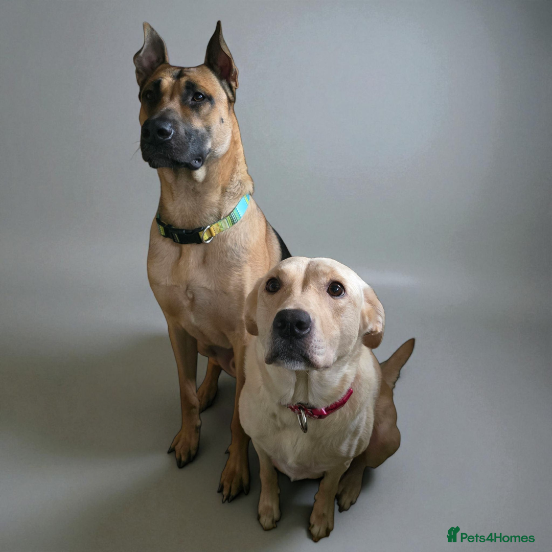 Mixed Breed dogs for sale: Labrador cross puppies  - Image 4
