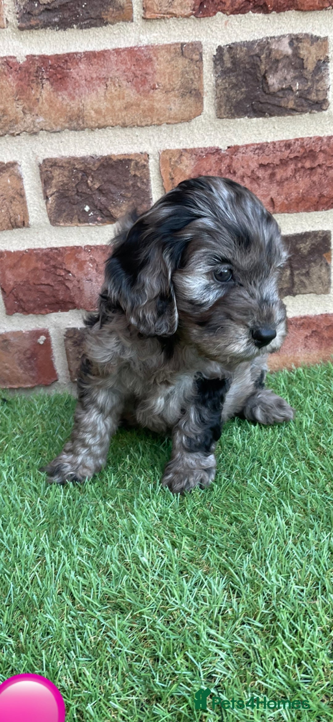 Cockapoo dogs for sale: Ready now. Cockapoos - Image 9
