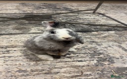 Dwarf Lop rabbits for sale: Mini lop and lion head  - Image 3