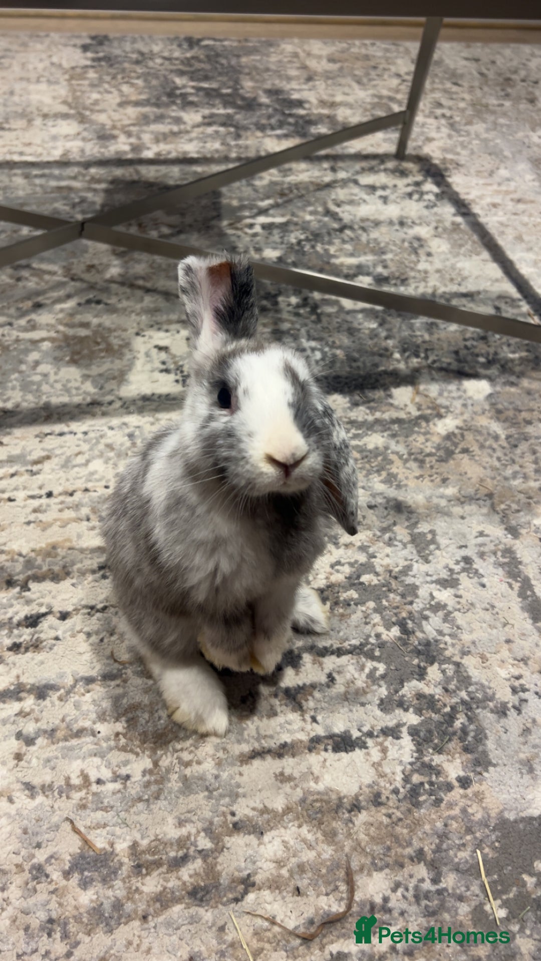 Dwarf Lop rabbits for sale: Mini lop and lion head  - Image 3