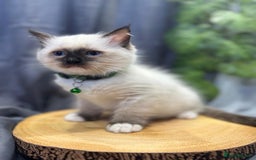 Ragdoll cats for sale: 💎 Purebred Ragdoll kittens-Champion Bloodlines 💎 - Image 9