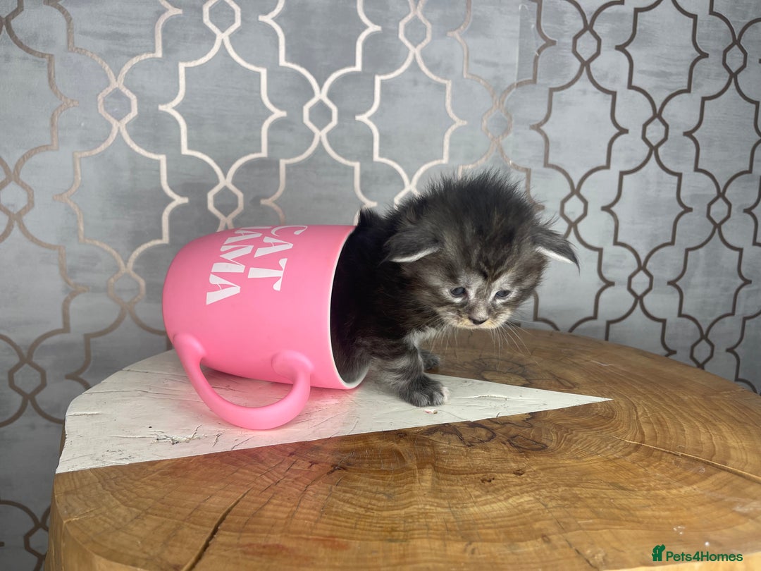 Maine Coon cats for sale: 🐾💛5 Sweet Maine Coons looking for forever home💛 - Advert 25