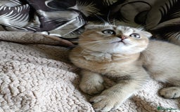 Scottish Fold cats for sale: Scottish fold kittens  - Image 11