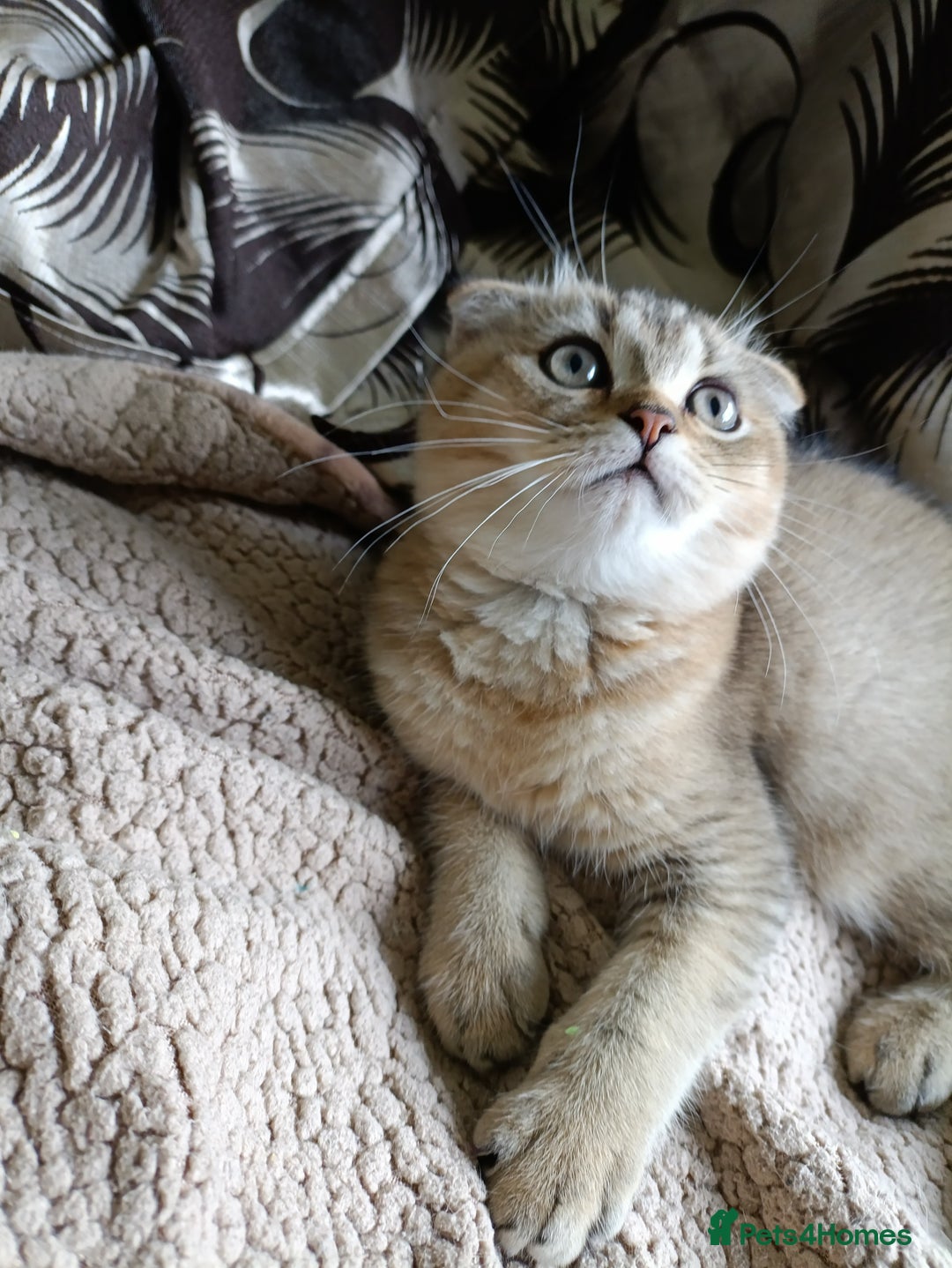 Scottish Fold cats for sale: Scottish fold kittens  - Image 11
