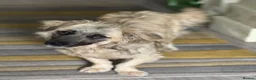 Mixed Breed dogs for adoption: Beautiful Josh looking for love! - Advert 8