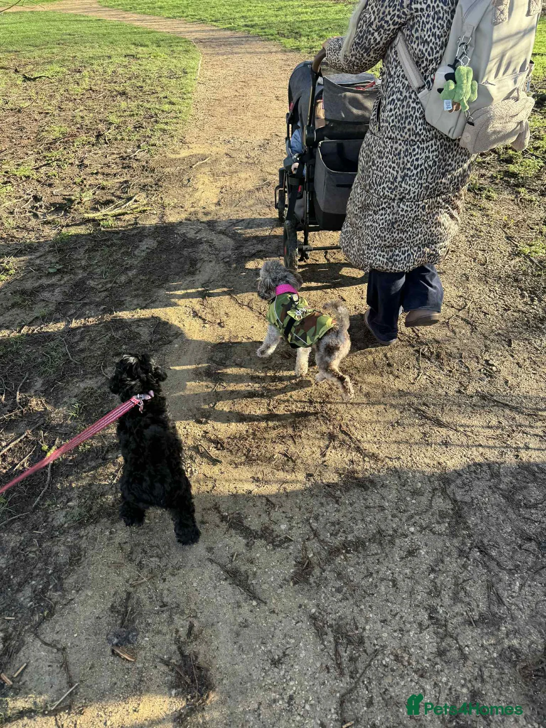 Toy Poodle dogs for sale: Chocolate phantom Merle toy poodle girl - Advert 3