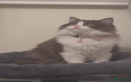 Ragdoll cats for sale: Ragdoll cross Scottish fold - Image 6