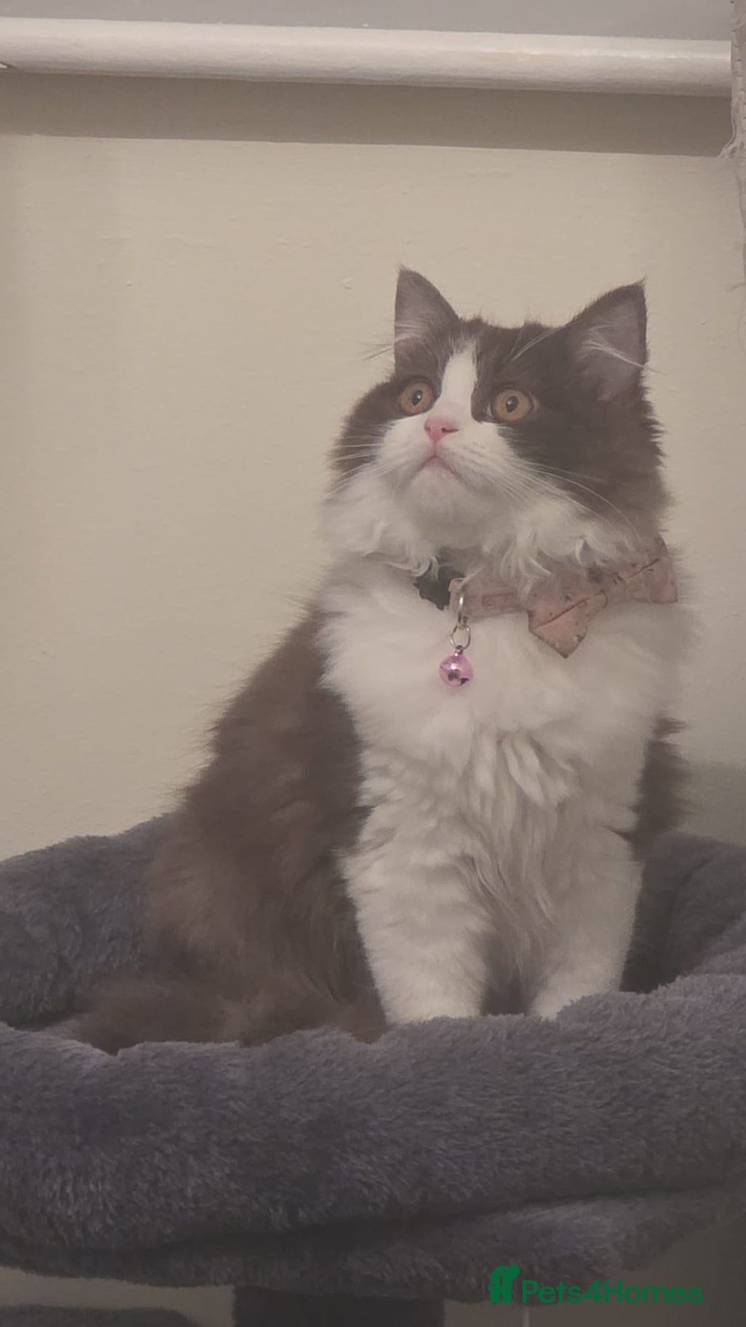 Ragdoll cats for sale: Ragdoll cross Scottish fold - Image 6