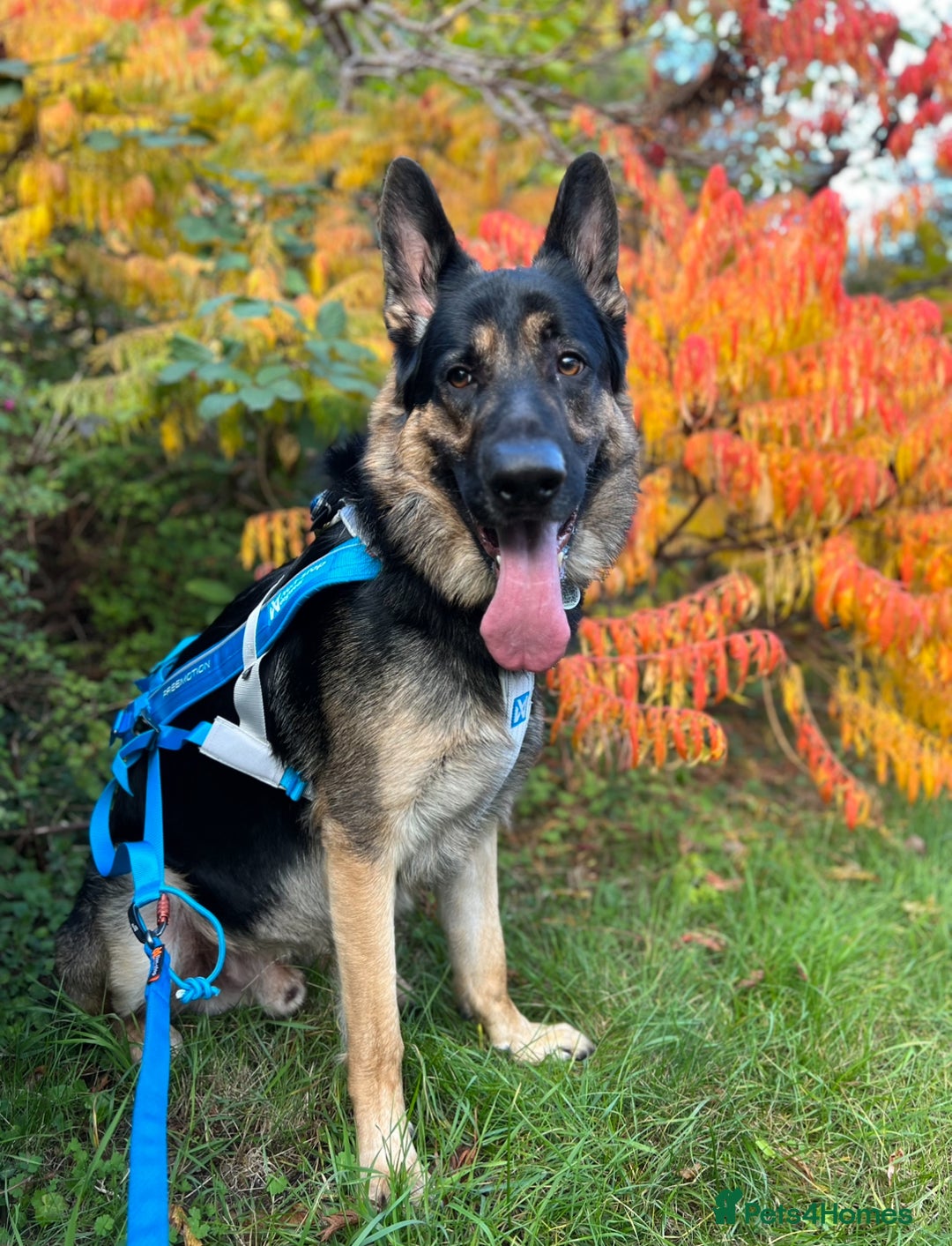 German Shepherd dogs for sale: Stunning German Shepard Litter On Their Way - Image 9