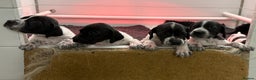 Pointer dogs for sale: English Pointer Puppies available 8th January  - Advert 8