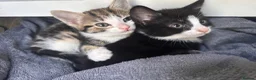 Mixed Breed cats for sale: Adorable kittens looking for forever home  in London - Advert 2