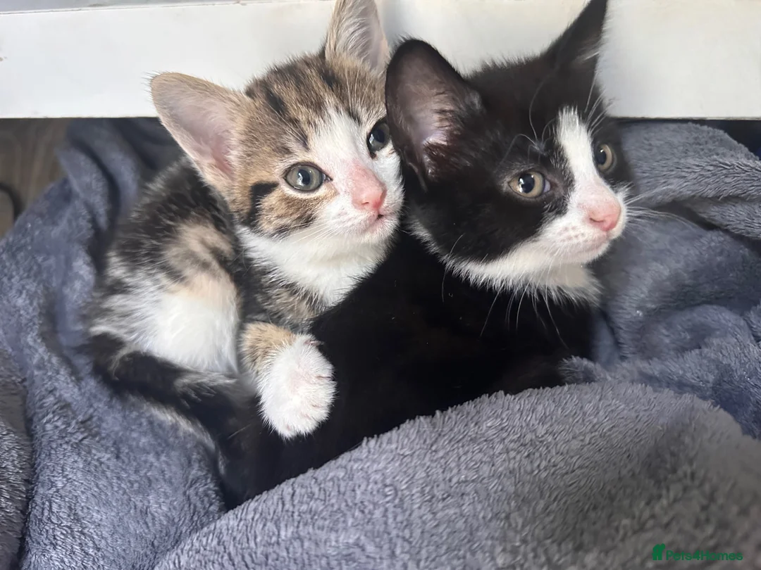 Mixed Breed cats for sale: Adorable kittens looking for forever home  in London - Advert 2