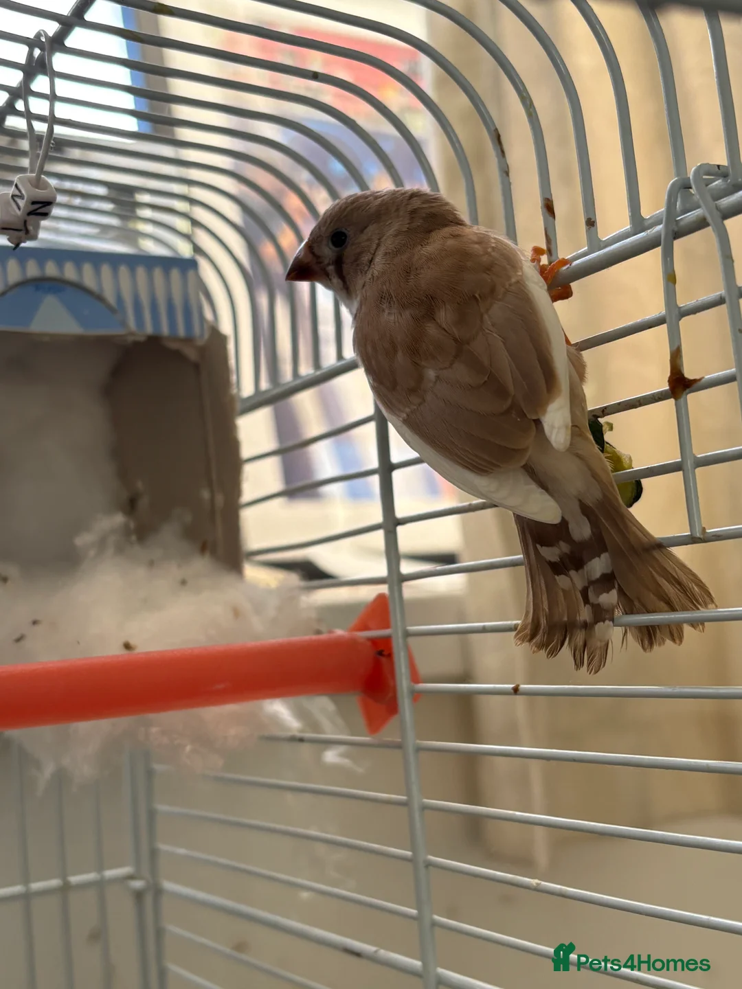 Finches birds for sale: Zebra finches - Advert 4