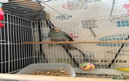 Parakeets birds for sale: Male kakariki  - Image 4