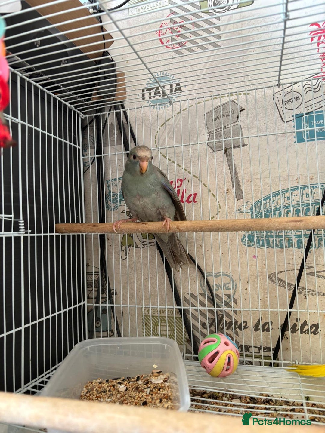 Parakeets birds for sale: Male kakariki  - Image 4