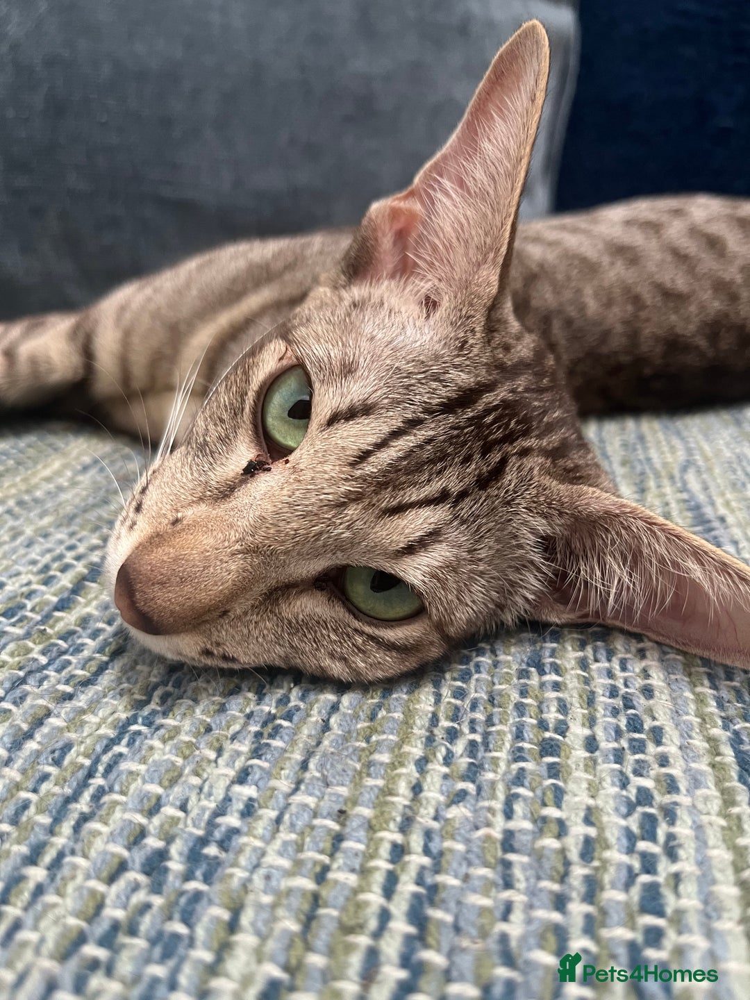 Oriental cats for sale: Outstanding Pedigree Oriental GCCF reg kittens - Advert 16