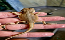Bearded Dragon reptiles for sale: Pogona vitticeps + vitticeps/Barbata hybrids - Image 17