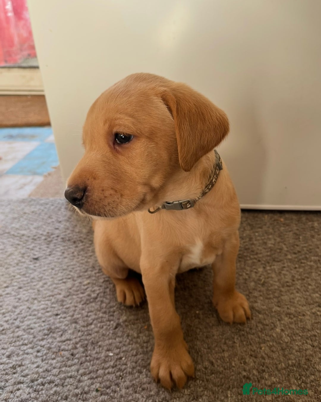 Labrador Retriever dogs for sale: KC Registered Fox Red and Yellow Labrador Puppies  - Advert 3