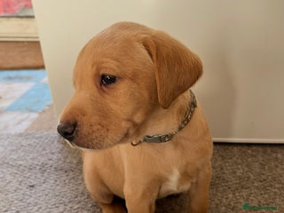 Labrador Retriever dogs KC Registered Fox Red and Yellow Labrador Puppies - Advert 2