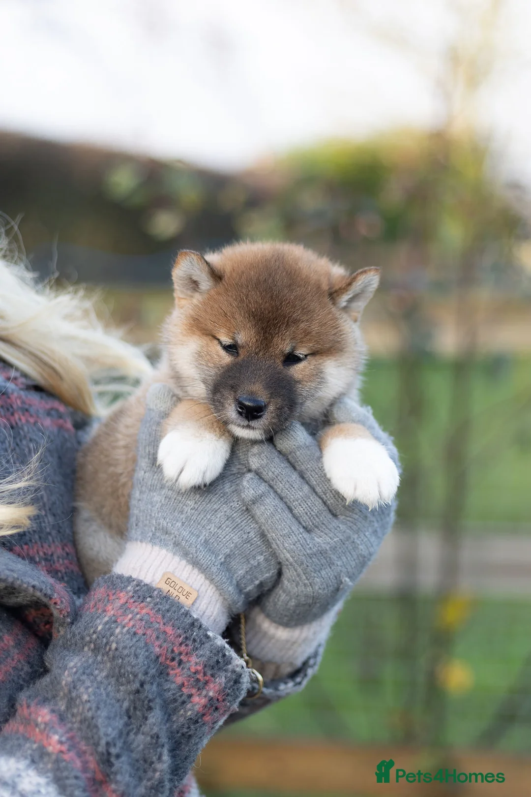 Japanese Shiba Inu dogs for sale: ❤️ Fall in Love with a Shiba Girl — Reduced Price - Advert 13