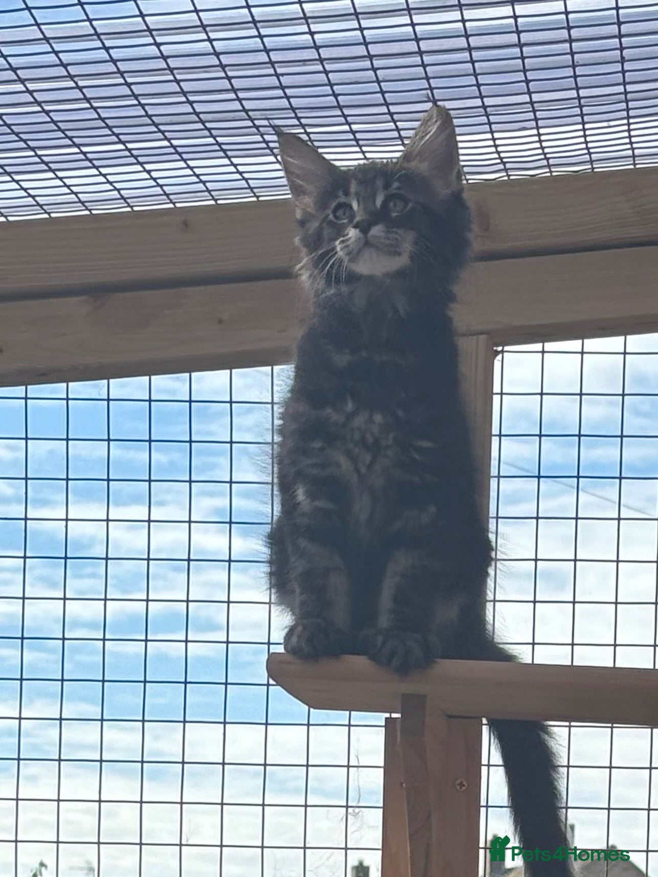 Maine Coon cats 🐾Tica Registered Stunning MaineCoon Kittens - Advert 3