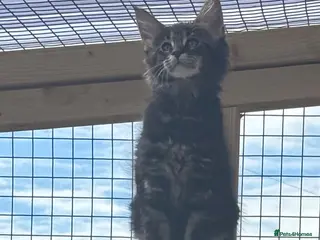 Maine Coon cats 🐾Tica Registered Stunning MaineCoon Kittens - Advert 3