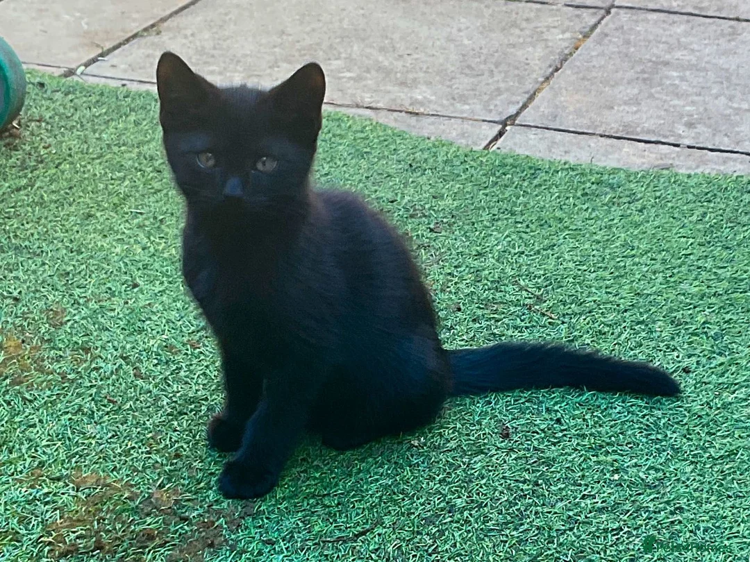 Mixed Breed cats for sale: Kittens for Sale. Ready Now for Loving Homes - Advert 2