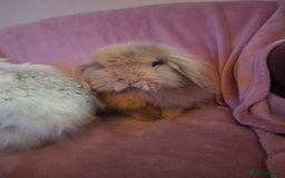 Mini Lion Lop rabbits for sale: Bonded Mother and Daughter pair - Image 3