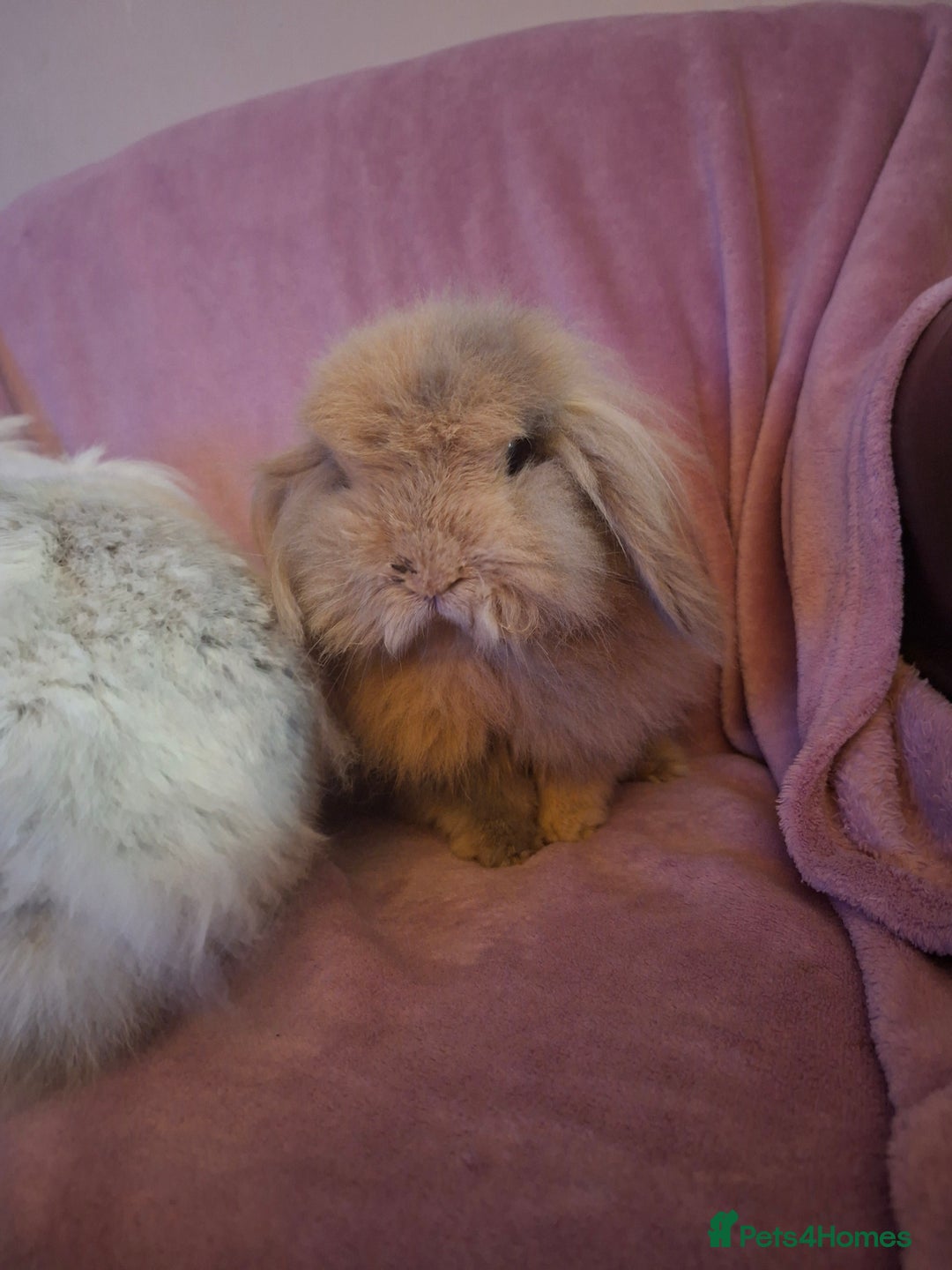Mini Lion Lop rabbits for sale: Bonded Mother and Daughter pair - Image 3