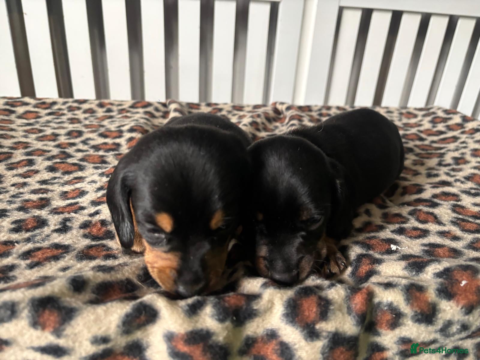 Miniature Dachshund dogs Miniature Dachshund Puppies - Advert 5