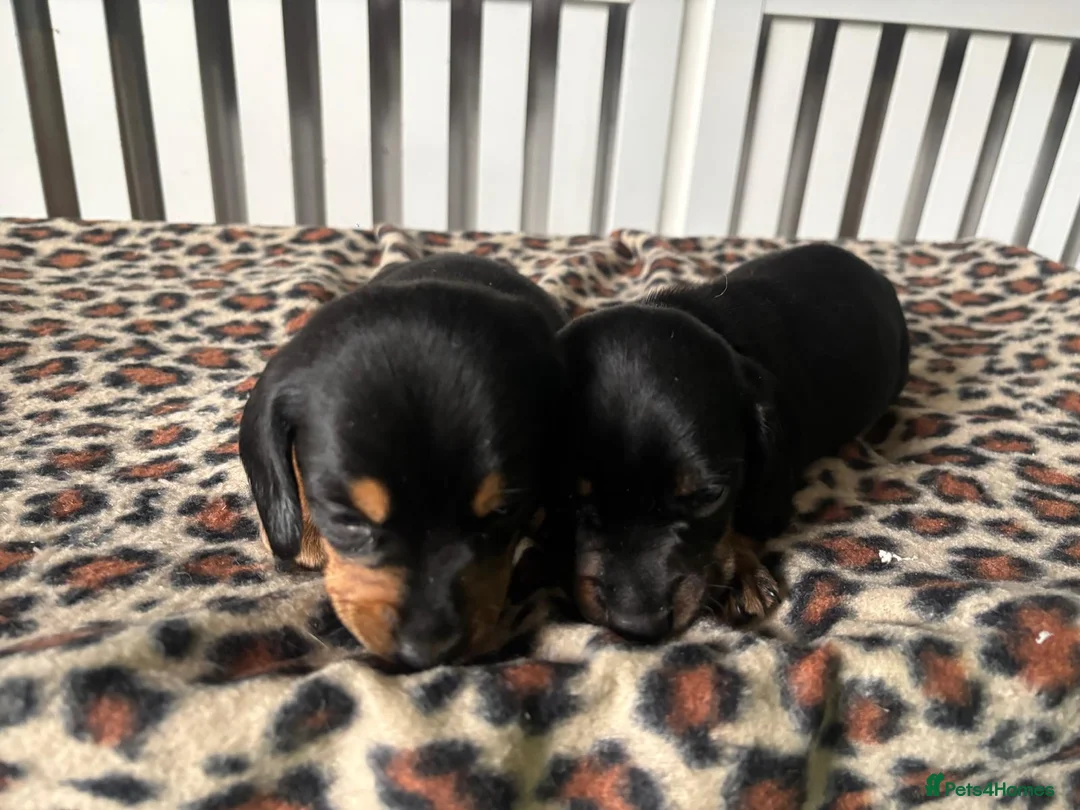 Miniature Dachshund dogs for sale: Miniature Dachshund Puppies in Houghton le Spring - Advert 1
