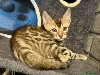 Bengal cats Ready Now Bengal kittens for loving homes. - Advert 6