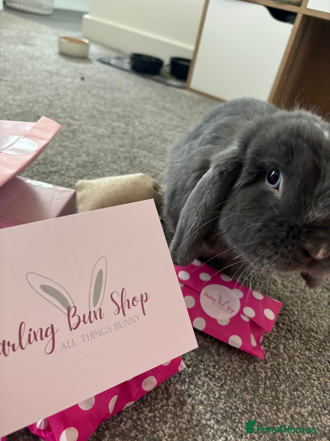 Mini Lop rabbits for sale: Bonded pair of rabbits - Advert 3