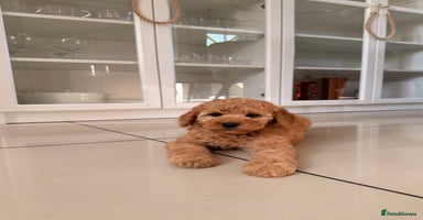 Australian Labradoodle dogs - Advert 10