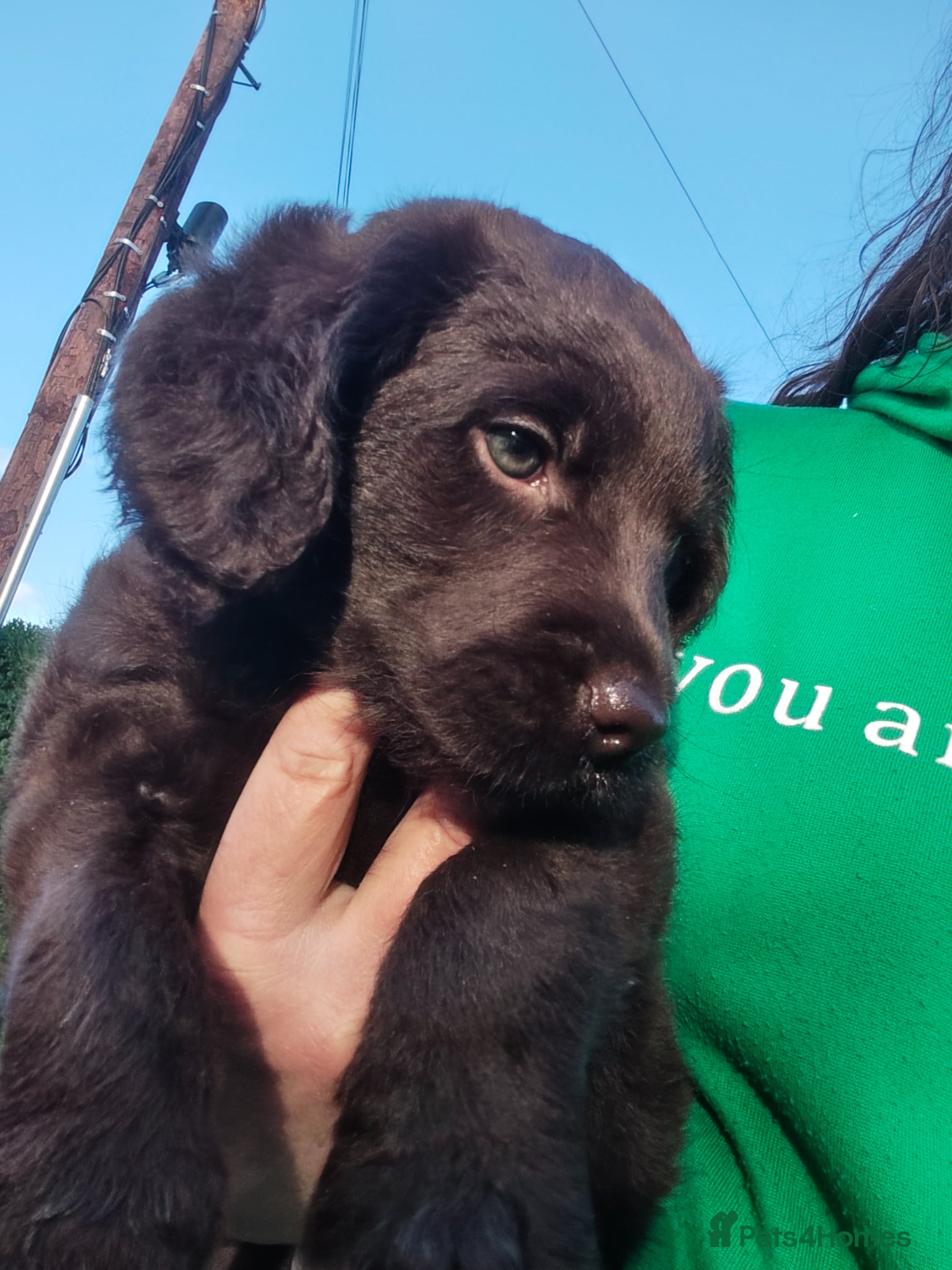 Labradoodle dogs Chocolate Labradoodle Exceptional breeding lines - Advert 1