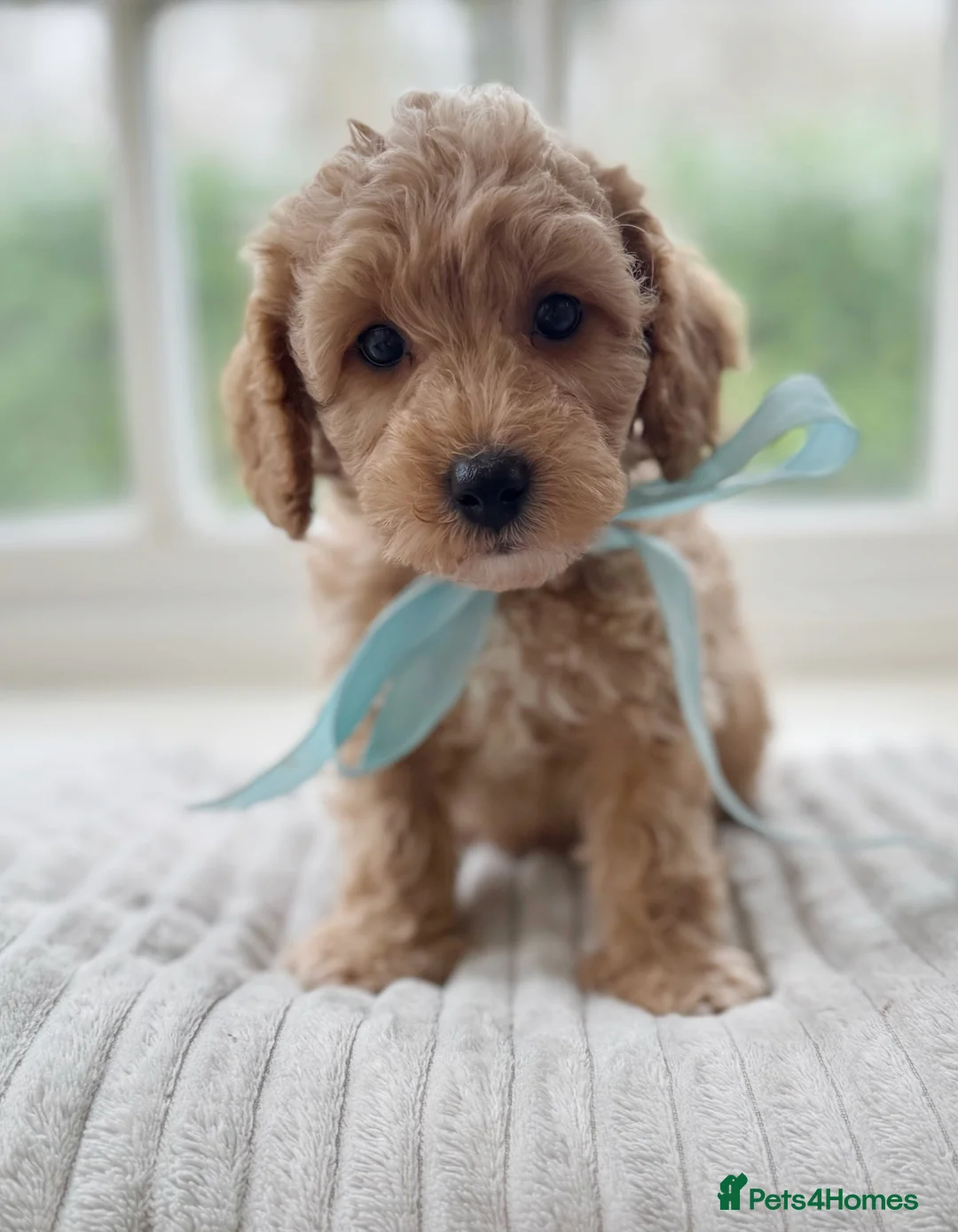 Mixed Breed dogs for sale: Shichon-poo Teddy bear - Advert 19