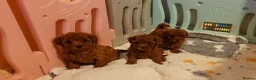 Toy Poodle dogs for sale:  Asian Toy Poodles (both parents Asian) For sale - Advert 10