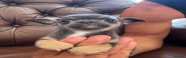 Chihuahua 3