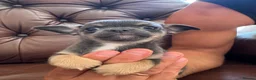 Chihuahua dogs for sale: 3 beautiful chihuahua pups - Advert 17