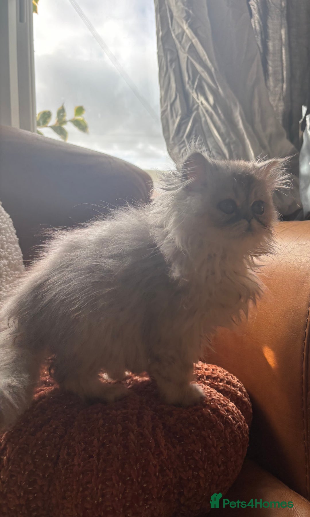 Persian cats for sale: Beautiful Pedigree Persians  - Image 17