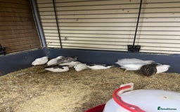 Quail poultry for sale: Chinese painted quail and Japanese quail  - Image 1
