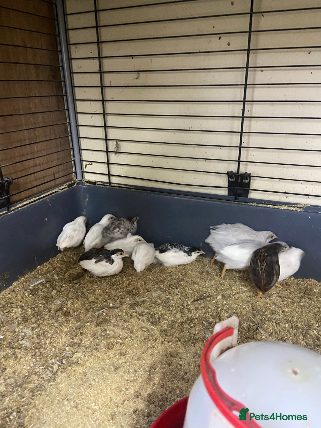 Quail poultry for sale: Chinese painted quail and Japanese quail  - Image 1