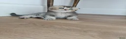 British Shorthair cats for sale: Lovely kittens  - Advert 31